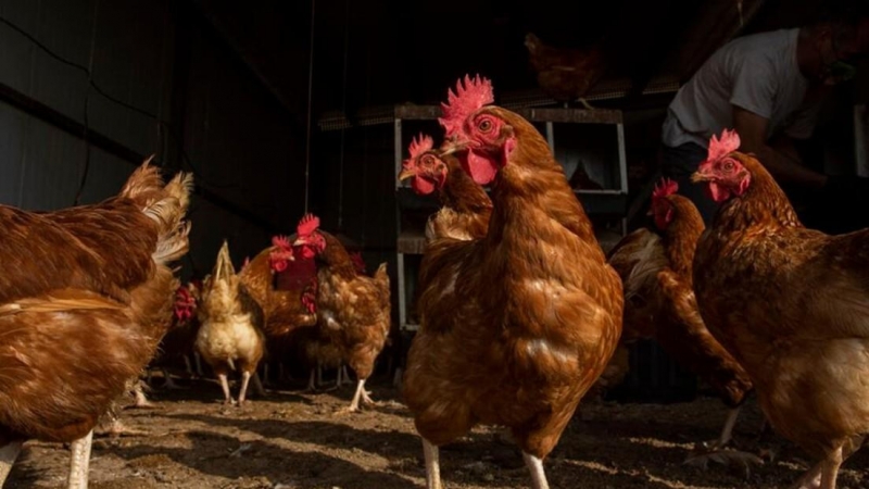 Un segundo foco de gripe aviar en una granja de Guadalajara obliga a sacrificar 150.000 gallinas ponedoras