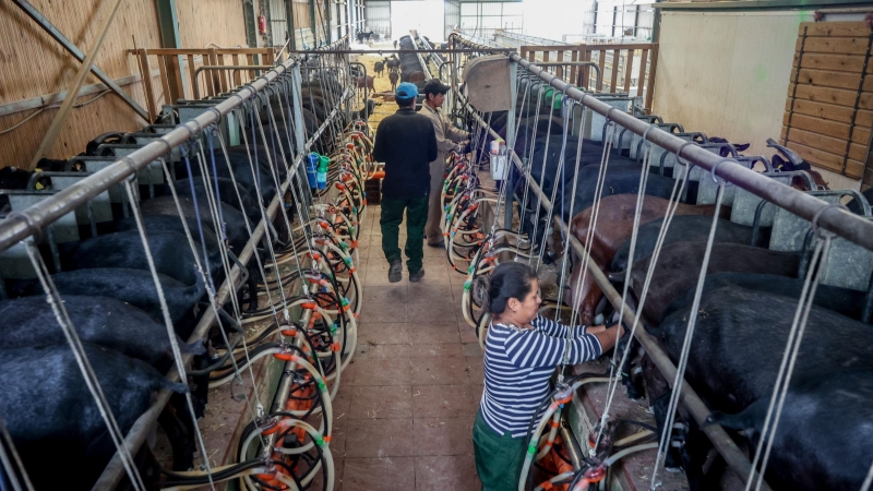 Dos trabajadores ordeñan las cabras en la granja Suerte Ampanera, a 24 de agosto de 2022, en Colmenar Viejo, Madrid (España).