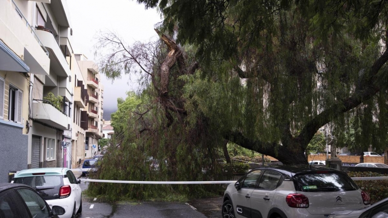 Las lluvias generadas por la cercanía de la tormenta tropical 'Hermine' a Canarias ha ocasionado un centenar de incidencias en Canarias como esta caída de un árbol en una calle de Tenerife.