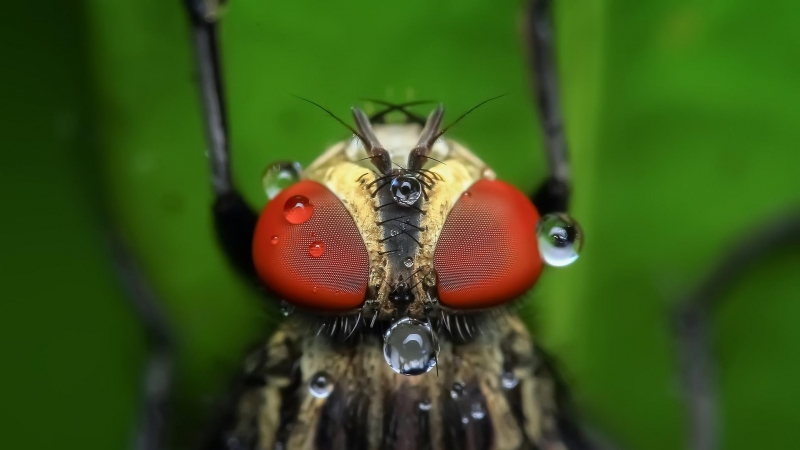 Imagen de archivo de una mosca doméstica
