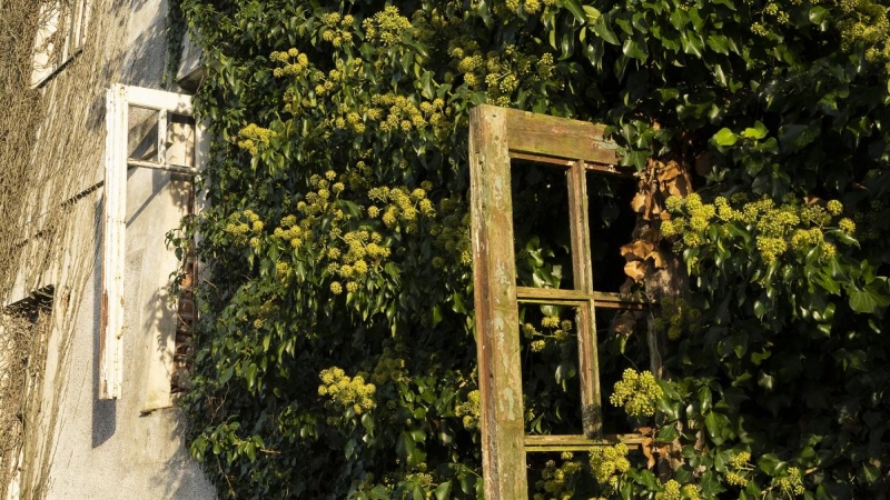 Flores sobre unas ruinas de Sarón (Cantabria)