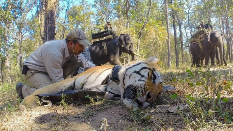 Técnicos de la India anestesian a un tigre para su traslado
