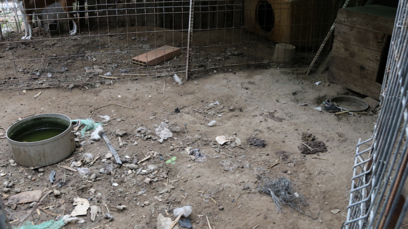 Un dels gossos trobats a la finca de Banyeres del Penedès