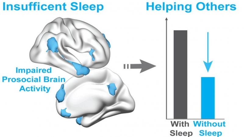 Un estudio de este año de la Universidad de California en Berkeley demuestra que la falta de sueño reduce el deseo de ayudar a los demás, debido a una caída de la actividad de la red prosocial del cerebro