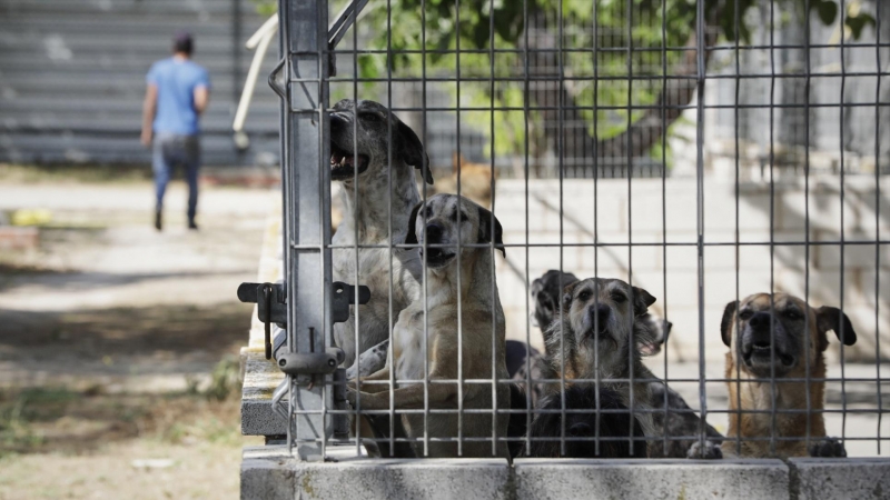 Varios perros viven en las instalaciones del albergue San Francisco de Asis de la Sociedad Protectora de Animales y Plantas de Madrid (SPAP), a 2 de junio de 2020.