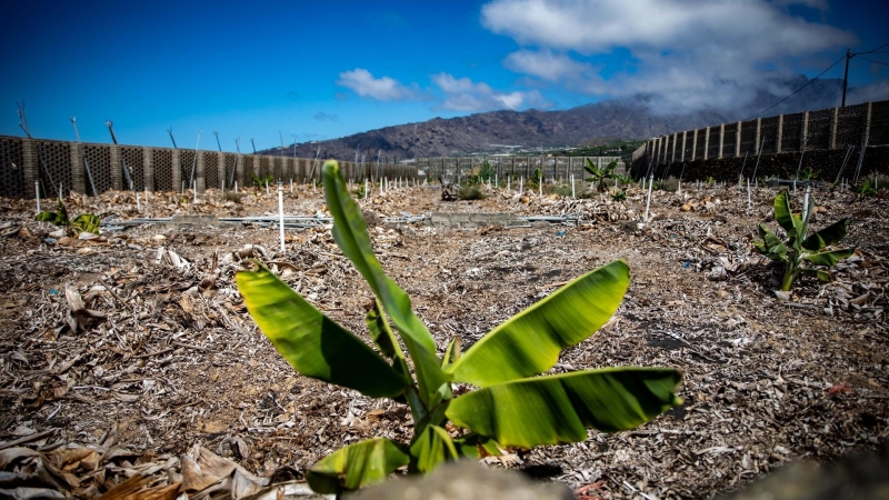 Una única planta de plátano en una finca del municipio de Tazacorte, a 09 de septiembre de 2022, en La Palma, Santa Cruz de Tenerife Canarias (España).