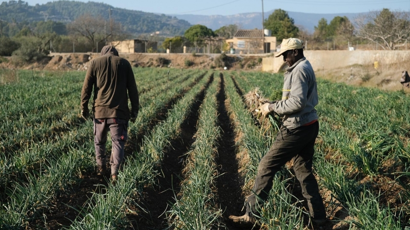 Varios agricultores recolectan 'calçots’ en una plantación de Maspujols, a 28 de enero de 2022, en Maspujols, Tarragona, Catalunya (España)