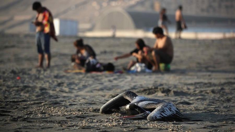 01/12/2022.- Fotografía de un pelícano muerto el 30 de noviembre de 2022 en la playa Conchán, al sur de Lima (Perú). Perú declaró una alerta sanitaria el pasado jueves 24 de noviembre por 180 días en todo el territorio nacional ante la presencia de la 'In