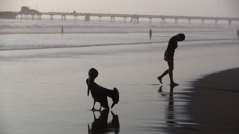 01/12/2022.- Fotografía de un pelícano, el 30 de noviembre de 2022, en la playa Conchán, al sur de Lima (Perú). Perú declaró una alerta sanitaria el pasado jueves 24 de noviembre por 180 días en todo el territorio nacional ante la presencia de la 'Influen