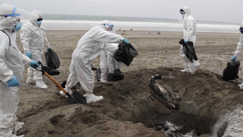 Personal del Servicio Nacional de Sanidad Agraria de Perú (Senasa) recoge pelícanos muertos, posiblemente infectados con gripe aviar H5N1, hoy en la playa San Pedro al sur de Lima (Perú). El Servicio Nacional de Sanidad Agraria de Perú (Senasa) anunció qu