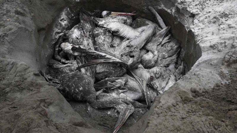 Fotografía de pelícanos muertos, posiblemente infectados con gripe aviar H5N1, hoy en la playa San Pedro al sur de Lima (Perú). El Servicio Nacional de Sanidad Agraria de Perú (Senasa) anunció que activó un cerco epidemiológico en la región de norteña de