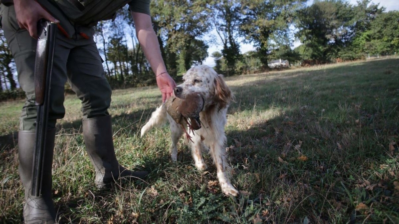 Un cazador perteneciente al Coto de Cela, recoge una perdiz con su perro de caza en el Tecor Santa Isabel, a 16 de octubre de 2022, en Vilela, Outeiro de Rei, Lugo.