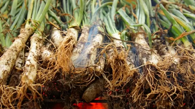 Calçots de Valls