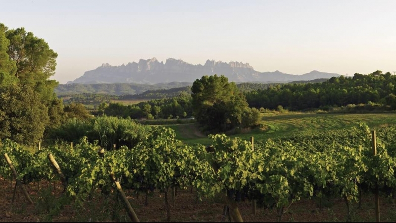 Unes vinyes de la DO Pla de Bages