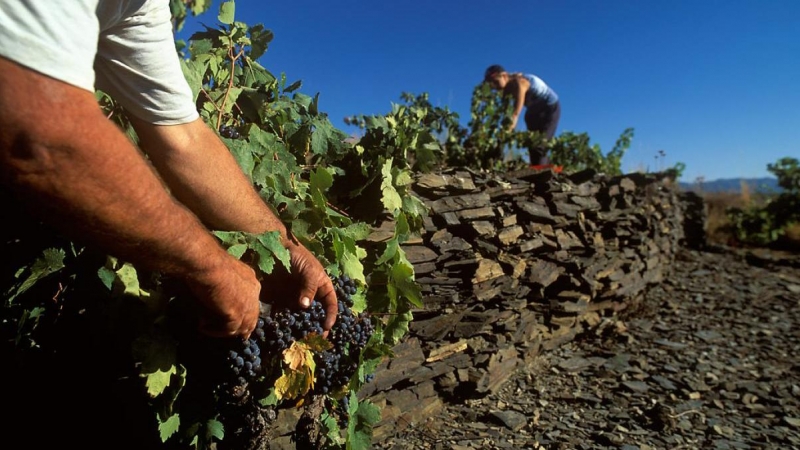 La verema al Priorat