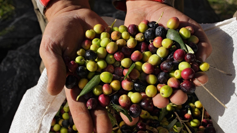 Olives per fer oli del Priorat
