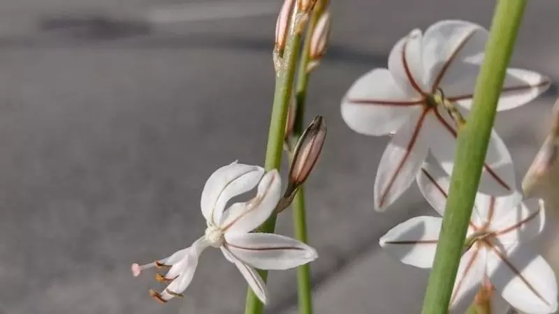 Una porrassina que ha començat a florir el 23 de desembre a Barcelona.