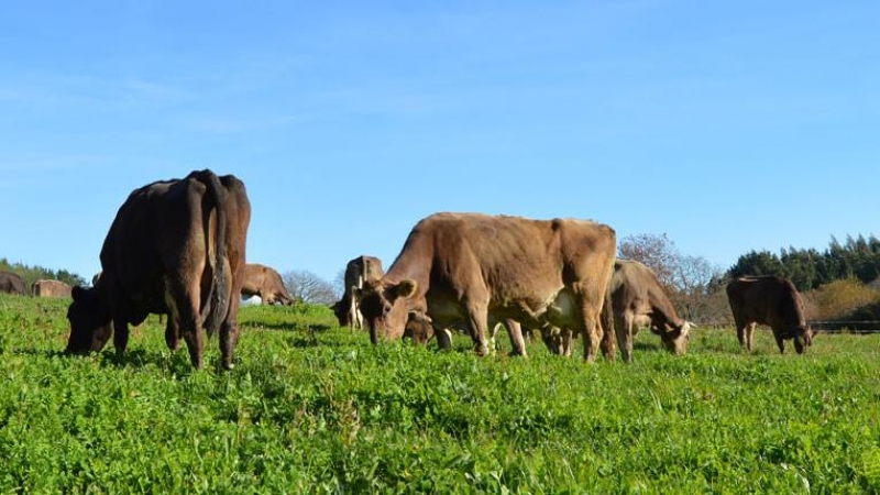 13/1/23 Vacas de una explotación ganadera ecológica de Galicia.