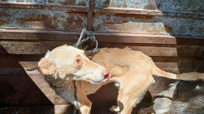 Perros en situación de abandono.