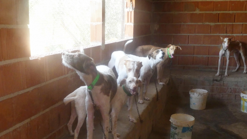 Perros en situación de abandono.