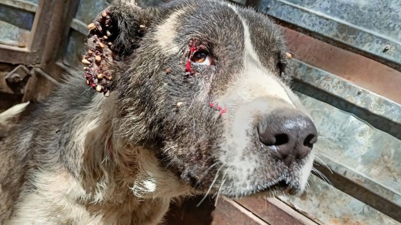 Perros en situación de abandono.