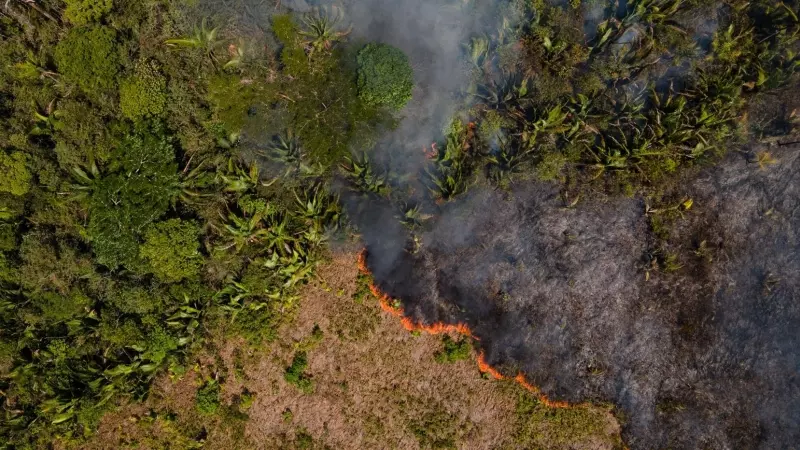 Selva del Amazonas