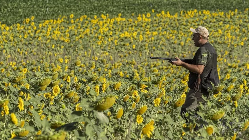 Un cazador camina con su escopeta durante el inicio de la media veda en Valladolid, Castilla y León.