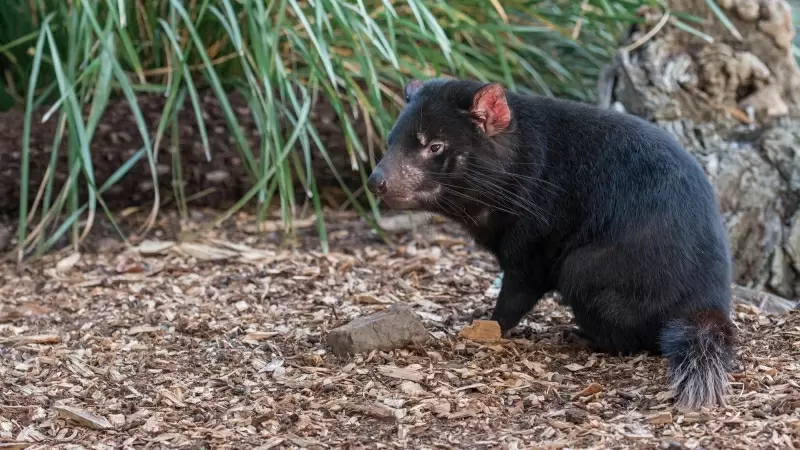 Imagen demonio de Tasmania