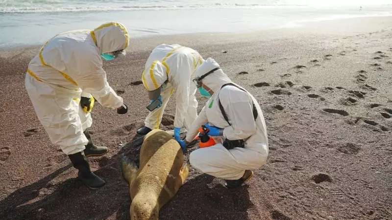 Varios expertos examinan un lobo marino muerto en Peru.