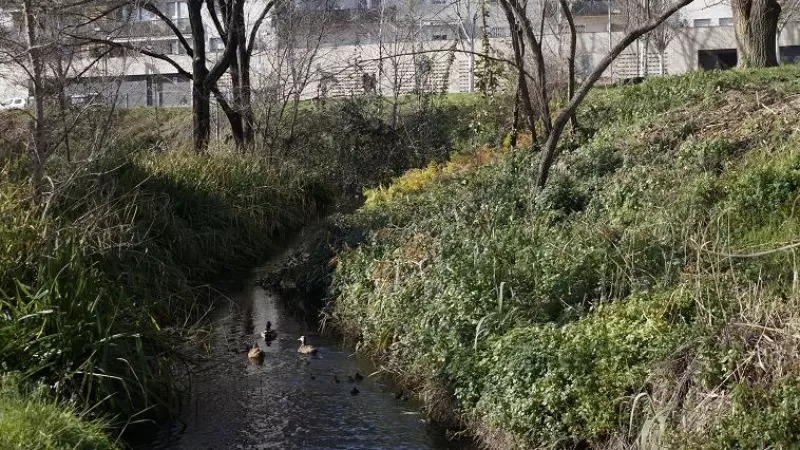 Una família d'ànecs al Rec Comtal, a Vallbona.