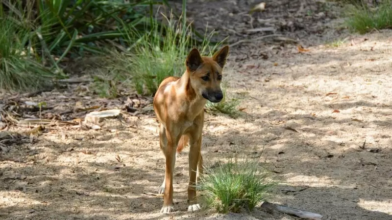 Imagen de archivo de un dingo australiano, especie que vive desde hace años al borde de la extinción.