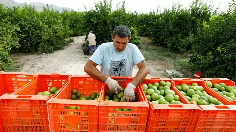 Un hombre trabaja en la recolección de limones en el municipio de Santomera, Murcia.