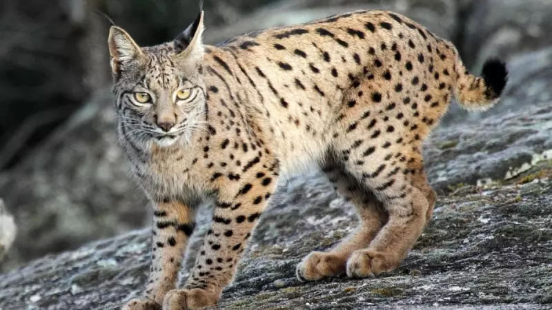 Un lince ibérico, en una foto de archivo.