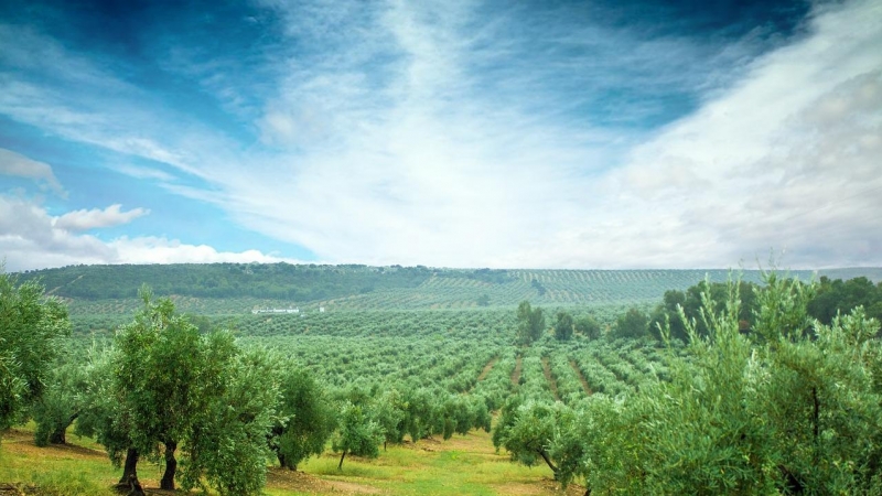 Fotografía de un campo de olivos en Almería.