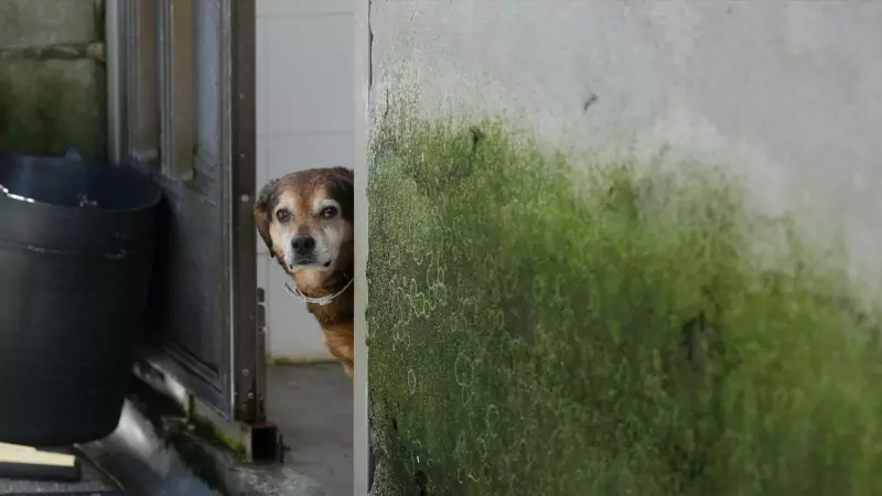 Un perro en la Sociedad Protectora de animales de Lugo, a 15 de marzo de 2023