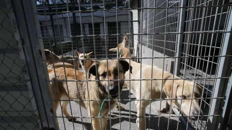 Varios perros en una de las jaulas de la Sociedad Protectora de animales de Lugo, a 15 de marzo de 2023