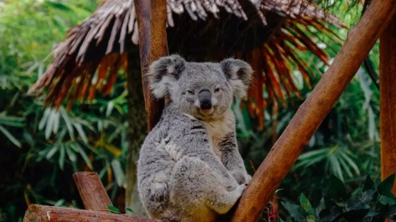 Australia salvará más de 100 especies en peligro de extinción, ¿cómo lo han conseguido?