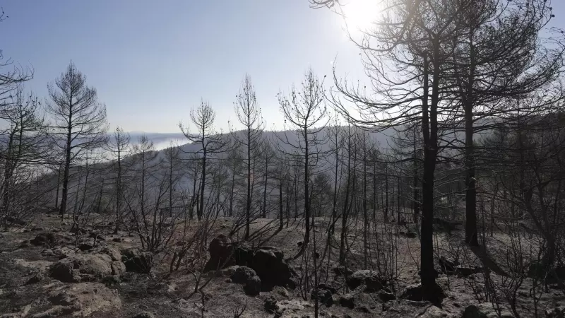 25/03/2023. Bosque arrasado por el incendio en la zona de los Peiros, en la provincia de Teruel