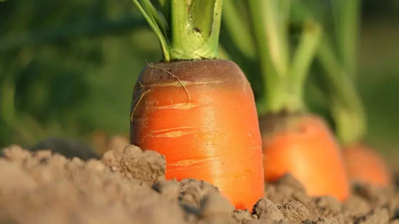 Les pastanagues tenen una llarga temporalitat