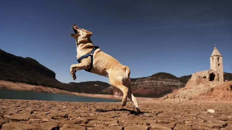 Un perro salta sobre el suelo agrietado de San Román de Sau, un pueblo en Catalunya que quedó parcialmente sumergido y resurgió el pasado marzo como consecuencia de la sequía extrema.