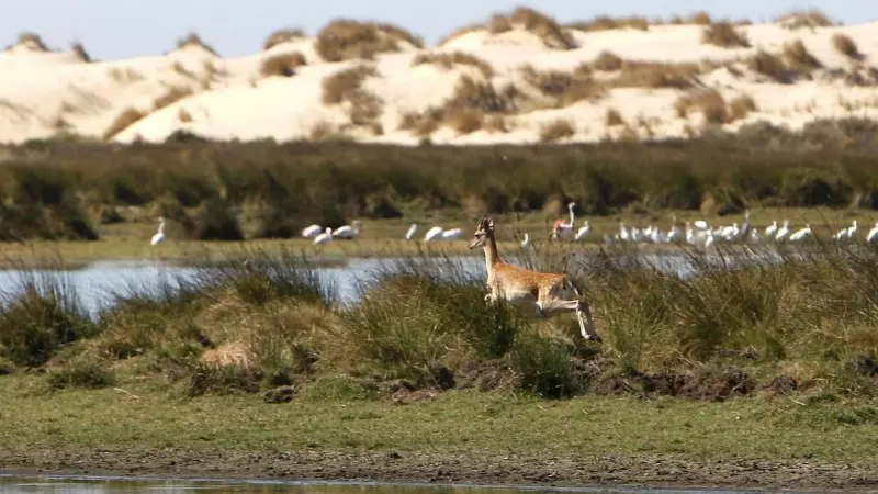 Ecologismo de emergencia - Doñana o el desgobierno de los negacionistas