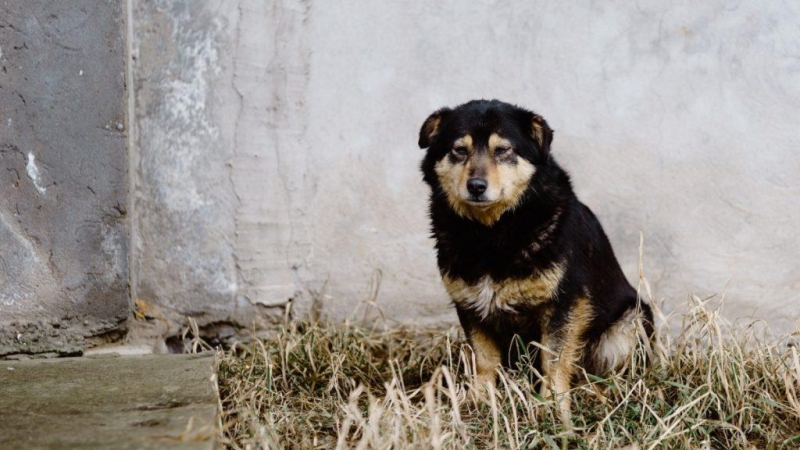 ¿Por qué mi perro tiembla a veces?