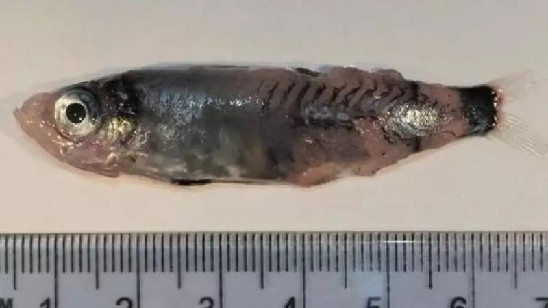 17/04/23 Microichthys grandis