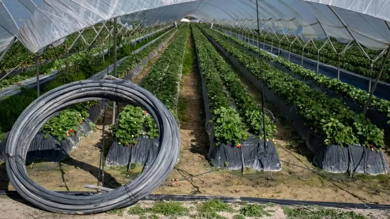 Finca del cultivo de fresas ubicada en la zona de regadío al norte de la Corona Forestal de Doñana, en el término municipal de Lucena del Puerto (Huelva).