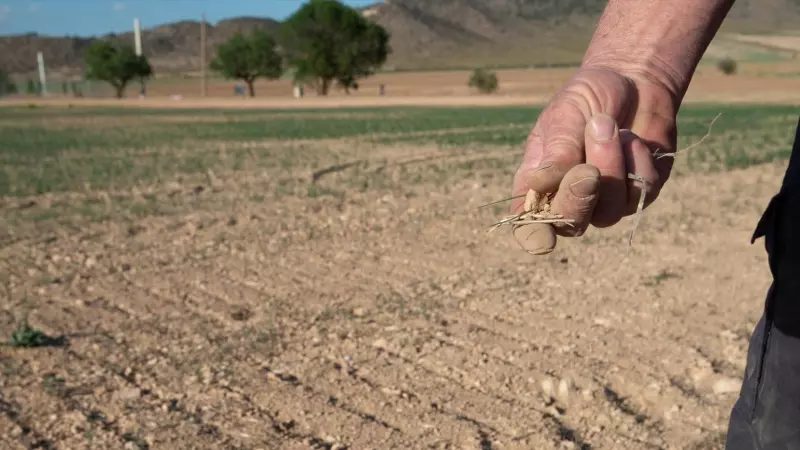 Un agricultor muestra la tierra seca, a 20 de abril de 2023, en Murcia, Región de Murcia (España).