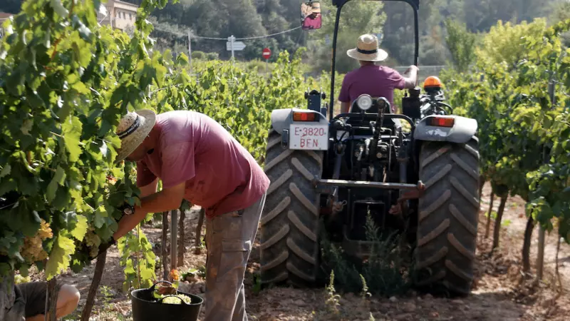 21-4-2023 Més de la meitat de la vinya de Catalunya és ecològica