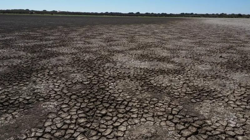 La laguna de Santa Olalla, en Doñana, en agosto de 2022.