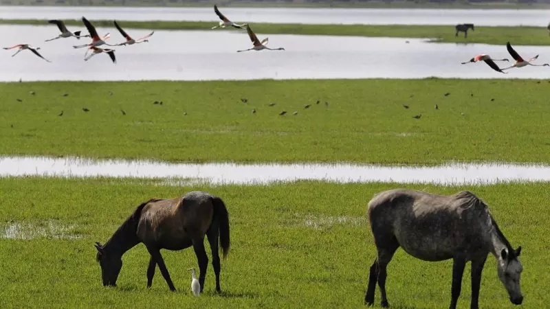 Flamencos rosados ​​y caballos salvajes en el Parque Nacional de Doñana en una imagen de archivo del 15 de junio de 2009.