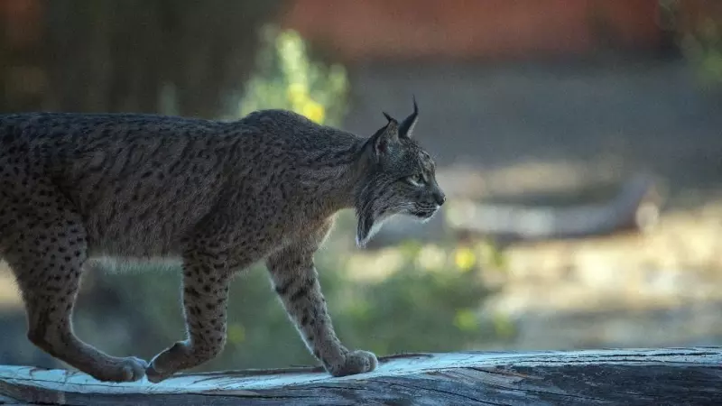 Un lince ibérico es fotografiado en el Observatorio del Lince Ibérico de El Acebuche, en el Parque Natural de Doñana.