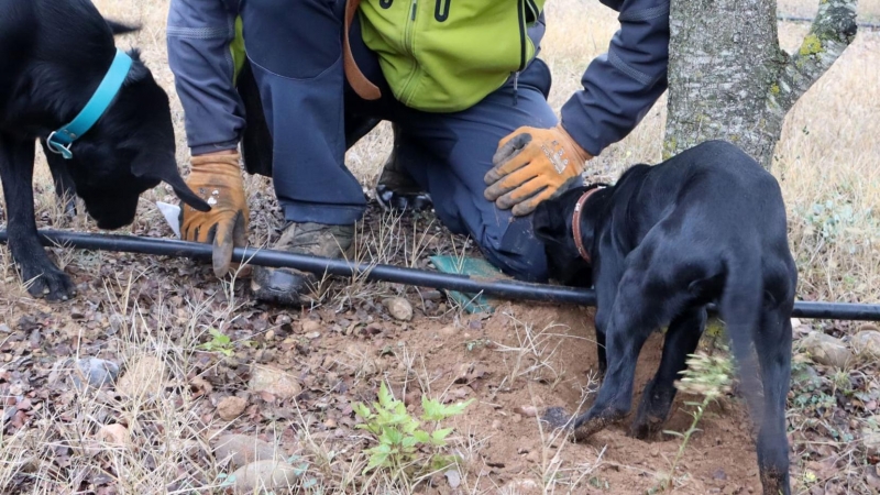 Una persona cull tòfones amb els seus gossos a una finca de cultiu del Solsonès